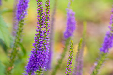 Purple flowers of Veronica spicata in the garden
