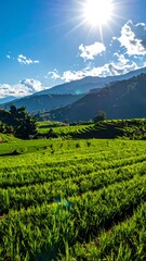 Lush green rice paddies stretch across a valley, framed by mountains under a vibrant blue sky with a bright sun.