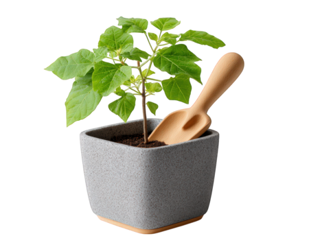 Young green plant in square gray pot with wooden trowel, symbolizing growth and care, isolated on transparency background for gardening and nature concepts