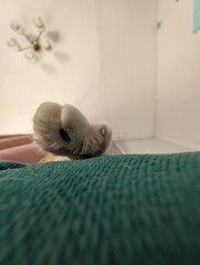 Cozy Indoor Scene Featuring a Cat Relaxing on a Green Blanket