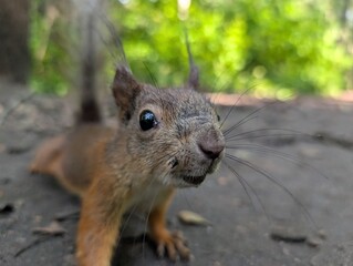 A CloseUp of a Curious Squirrel Observing Its Natural Habitat