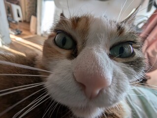 A CloseUp of a Fascinated Cat with Strikingly Beautiful Eyes