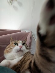 A Playful Cat was Capturing a Beautiful Moment with Joy