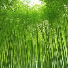 Fototapeta premium Lush Green Bamboo Forest Background Image