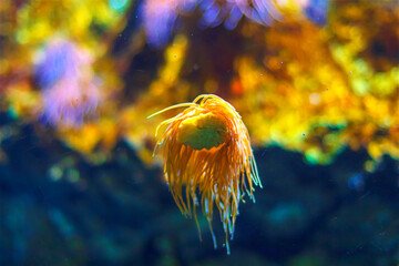 Delicate sea anemone with flowing tentacles drifts gracefully in the water, illuminated by soft...
