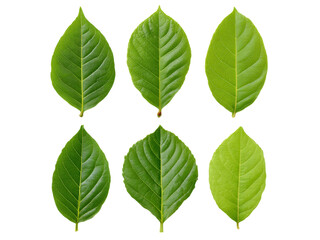Fototapeta premium Six green leaves isolated on black background botanical nature, Isolated On White Background, Png Transparent
