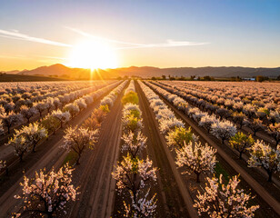 California Almond Farm Sunset Golden Hour Background