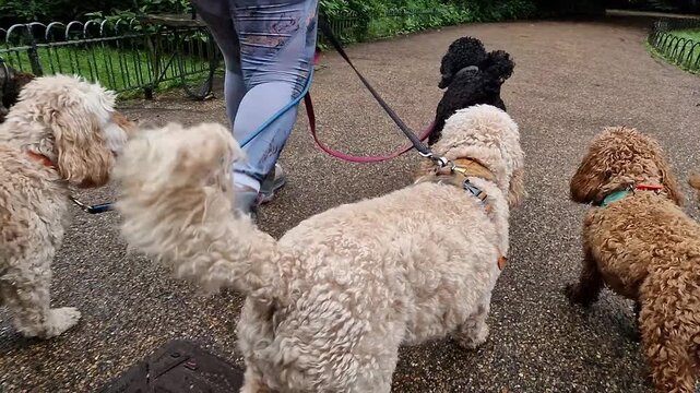 A pack of dogs of various sizes and breeds are calmly and joyfully walking on the lead by the side of their dog walker, handler in a green park on a sunny day - dog walking, pet sitting 