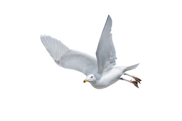 Larus cachinnans in flight isolated on white background