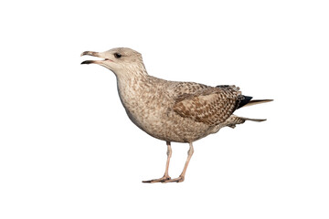 White gull Larus michahellis fuscus isolated on white background