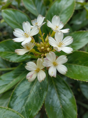 Fototapeta premium Hoya Waxplant Flower 2