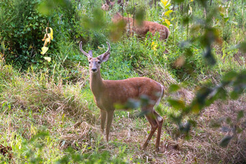 white tailed deer