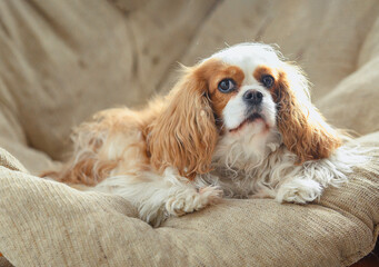 old cavalier king charles spaniel dog sitting on chair