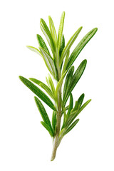 Fototapeta premium Fresh Green Rosemary Sprig on Black Background