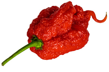 Extremely hot Carolina Reaper pepper - HP22B,  top of the scoville scale