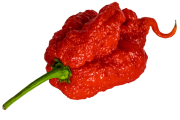 Extremely hot Carolina Reaper pepper - HP22B,  top of the scoville scale