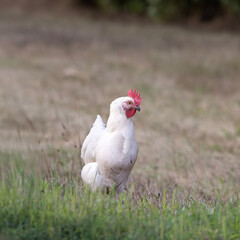 White free range hen chicken Gallus gallus domesticus standing in a grassy area