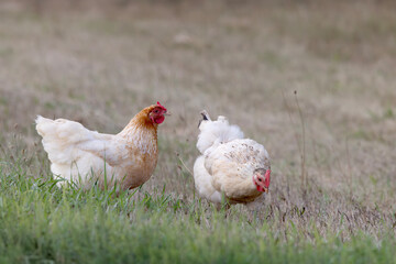 Two free range hen chickens Gallus gallus domesticus feeding in the grass