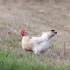White free range hen chicken Gallus gallus domesticus standing in a grassy area
