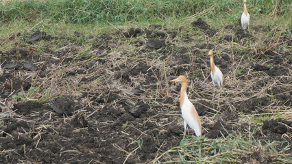 Flock of white birds in the field. The cattle egret (Bubulcus ibis) is a cosmopolitan species of...