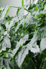 Green cherry tomato growing on branch indoors. Close up of unripe tomato plant with fresh leaves. Concept of home gardening, organic vegetables, healthy food and sustainable urban farming.