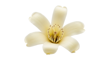 Ivory colored flower shows detailed petal and stamen structure on a isolated background.