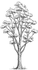 Ink & Paper: A Tree's Silent Story