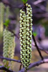 Hachijo-Kibushi flowers, variation of normal Kibushi