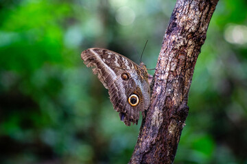 Eulenfalter sitzt mit geschlossen Flügeln auf einem Baumstamm im Amazonas Regenwald in Peru