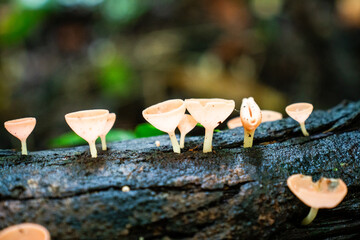 Gruppe von leuchtenden Becherpilzen wächst auf einem faulenden Baumstamm im Regenwald