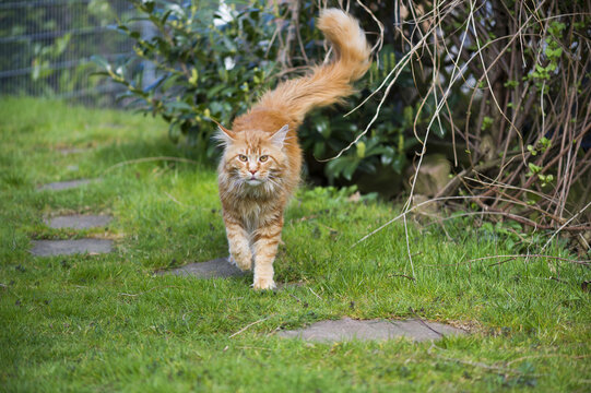 Red-tabby Maine Coon Kater l&auml;uft durch den Garten