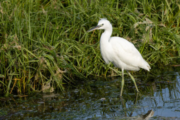 Little Egret Egretta garzetta (coastal wetlands and estuaries) Bull Island Dublin