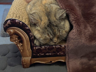Cat sleep in cozy pet bed under blanket