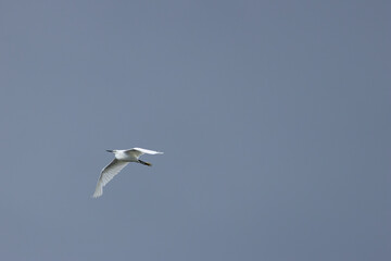 Little Egret Egretta garzetta (coastal wetlands and estuaries) Bull Island Dublin