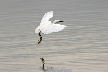 Little Egret Egretta garzetta (coastal wetlands and estuaries) Bull Island Dublin