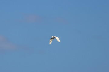 Little Egret Egretta garzetta (coastal wetlands and estuaries) Bull Island Dublin