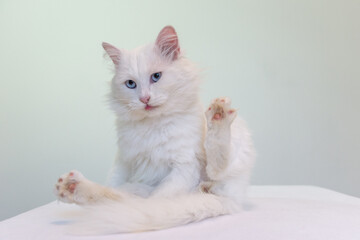 Lustiges Porträt von einem weißen Kater