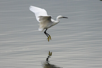 Little Egret Egretta garzetta (coastal wetlands and estuaries) Bull Island Dublin