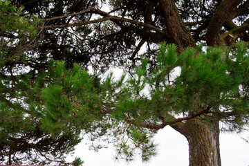 Green fir tree branches in the park