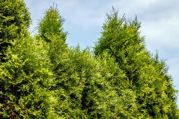 Row of thuja plants as a natural fence - popular in Poland