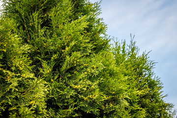 Row of thuja plants as a natural fence - popular in Poland