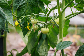 Tomatoes grown in backyard vegetable garden in Poland