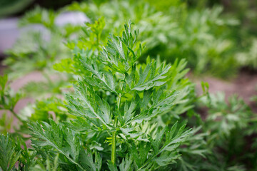 Close up on tops of carrots grown in backyard vegetable garden in Poland