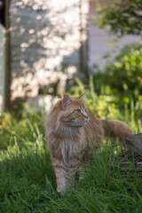 Maine Coon Kater im Garten