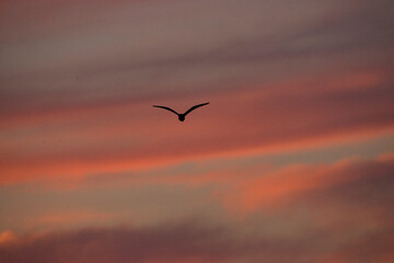 Seagull in the sunset