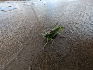 A CloseUp Image of a Vibrant Green Grasshopper on a Wet Surface