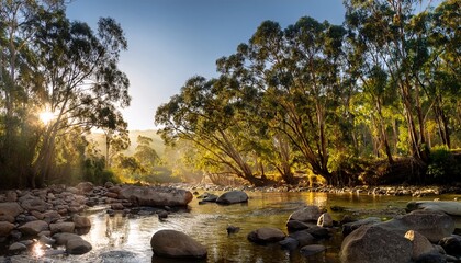 morning light filtered through eucalyptus trees to river water below and stony foreground