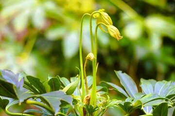 Fatsia sprouts