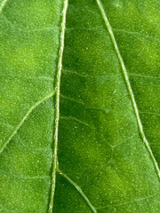 close up of green leaf