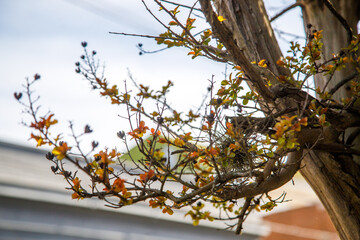 autumn leaves on the tree
